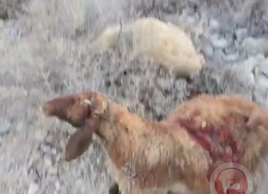 مجزرة في الاغوار: المستوطنون يسرقون ويذبحون 117 رأس غنم ويهاجمون السكان ليلا