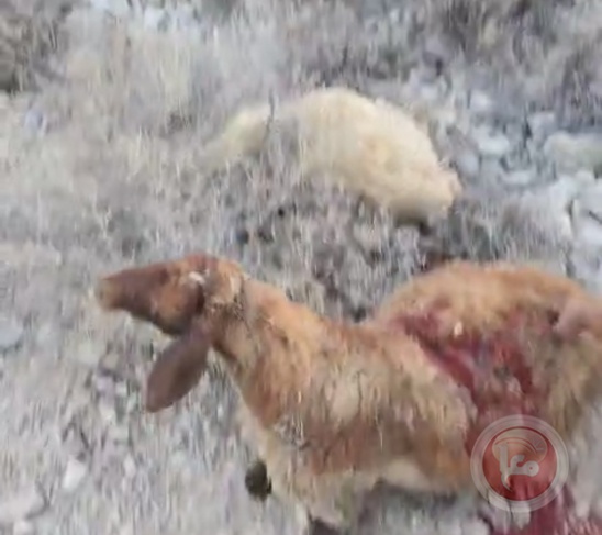 مجزرة في الاغوار: المستوطنون يسرقون ويذبحون 117 رأس غنم ويهاجمون السكان ليلا